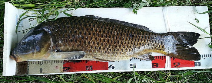 鯉泉 様 平成26年G・Wでの釣果