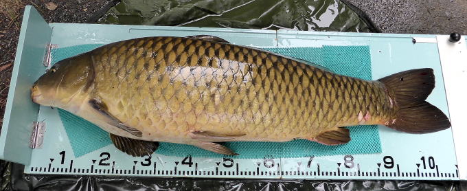 105cm 幻龍 野ゴイ竿にて