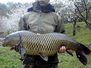 静岡県 小岩井様 春一番92cm